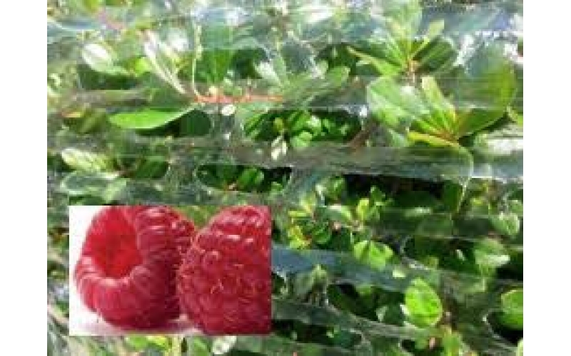 呼吸纏繞膜在鮮花行業(yè)應(yīng)用